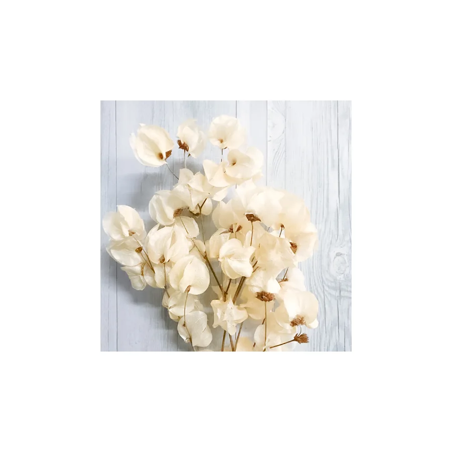 Bougainvillea – per bunch